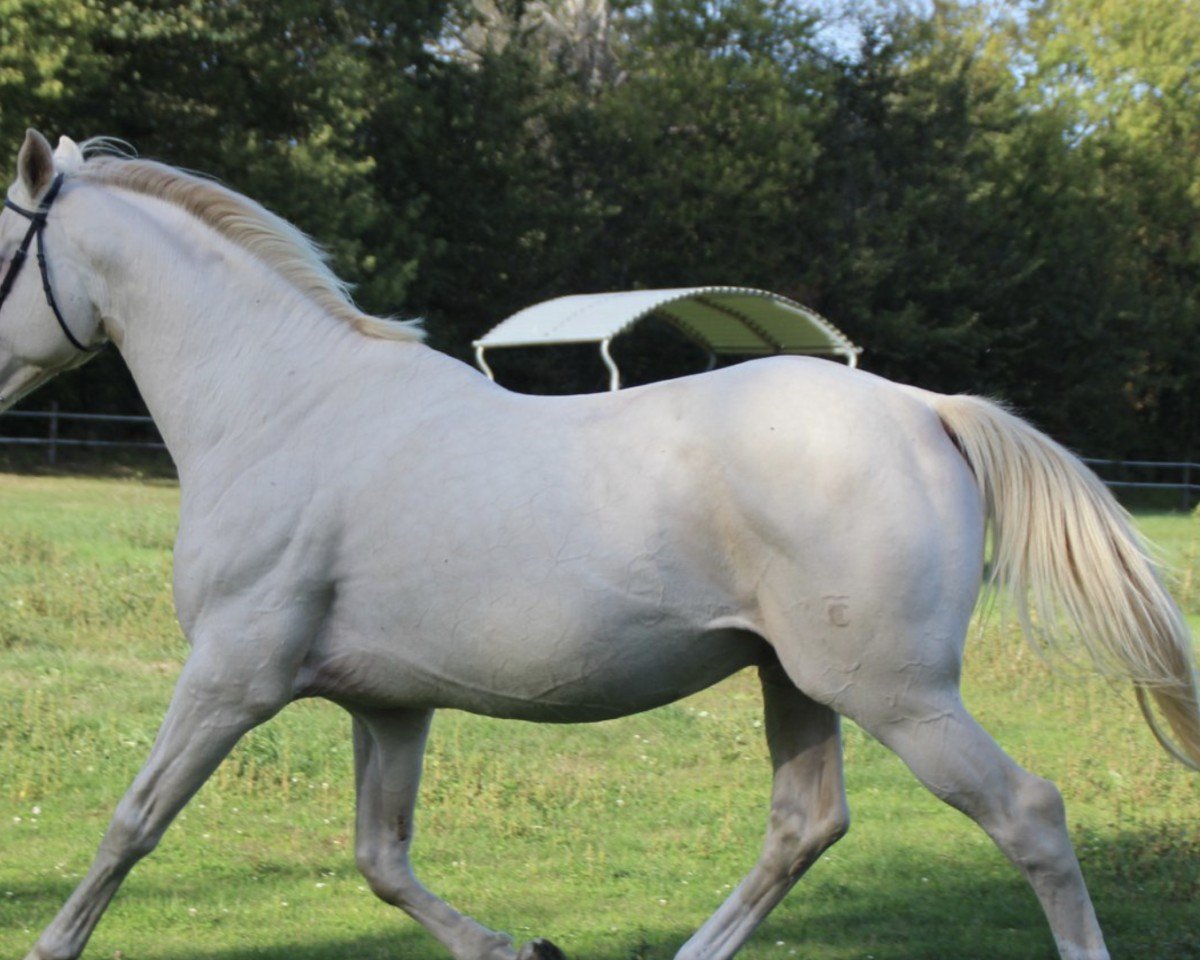 Deckhengst Merlin (Tschechisches Warmblut, 2009, von Mistral)