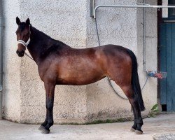 Springpferd Catwalk Lady 3 (Holsteiner, 2015, von Catoo)