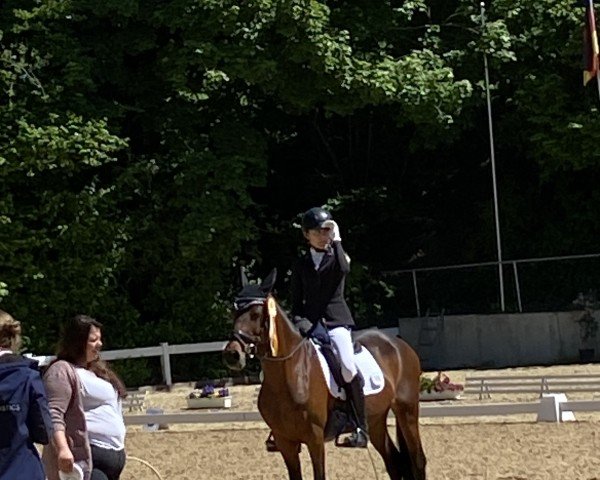 dressage horse Las Vegas 240 (Pony without race description, 2015)