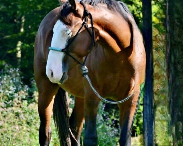 Pferd Flashy Gotta Gun NM (Quarter Horse, 2022)
