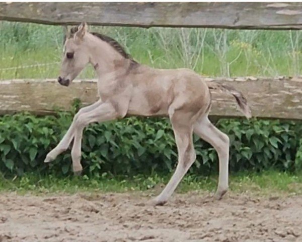 Fohlen Ruf In Vegas NM (Quarter Horse, 2025)