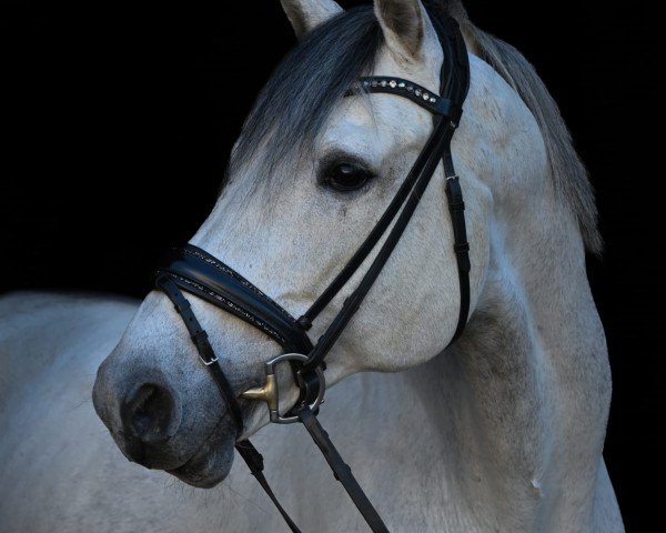 Springpferd Caballo Blanco (Holsteiner, 2012, von Clinton I)