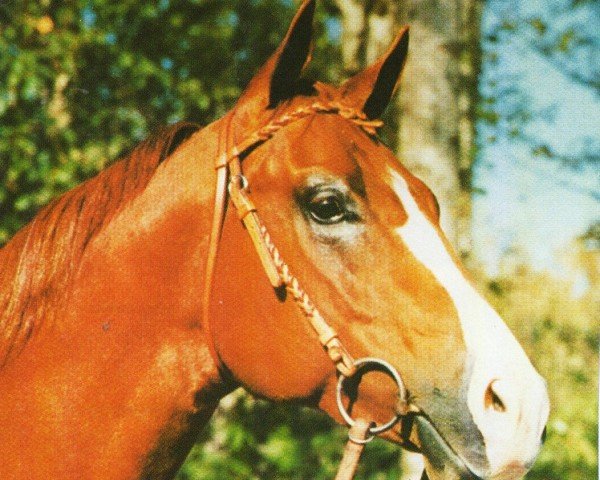 Pferd Friday Night Dude (Quarter Horse, 1990, von Docs Rocky Top)