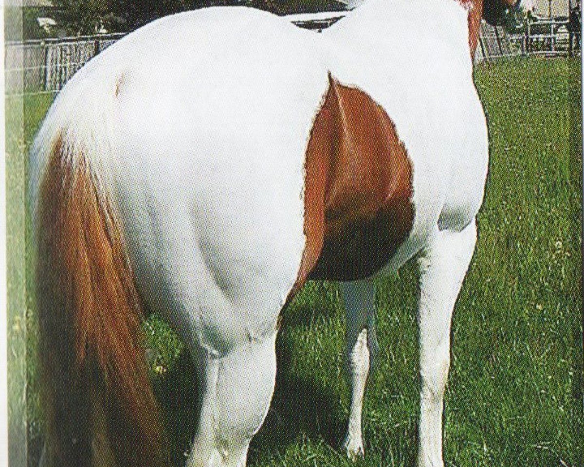 Pferd Millfields Pawnee (Paint Horse, 2000, von Kiblers Avalanc)