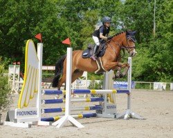 Springpferd Speedy 473 (New-Forest-Pony, 2009, von Berghof's Higgledy Piggledy)