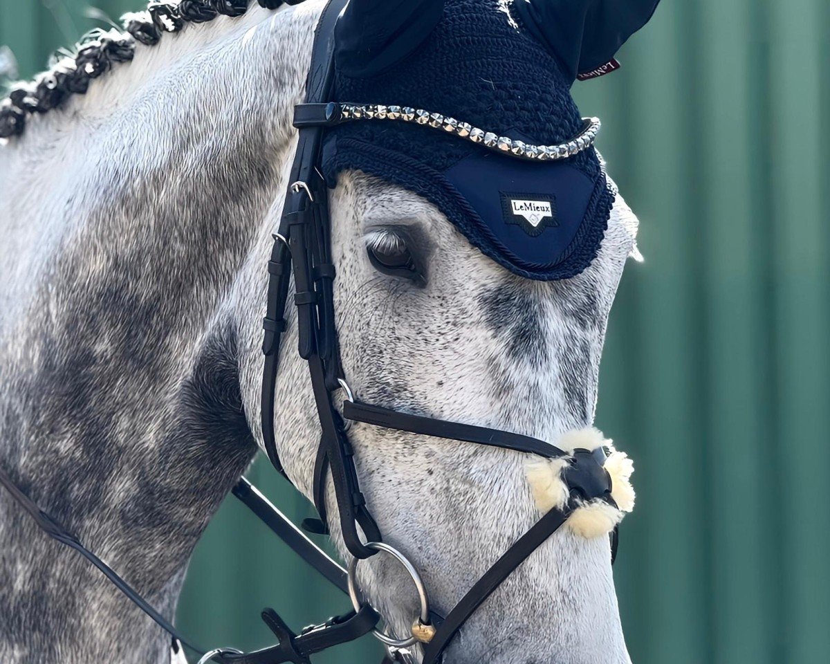 jumper Casablanca L 2 (German Sport Horse, 2019, from Caillou 34)