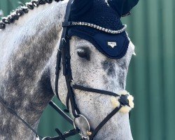 jumper Casablanca L 2 (German Sport Horse, 2019, from Caillou 34)