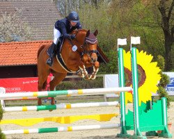 jumper Cavallita (Westphalian, 2016, from Crowntano Z)