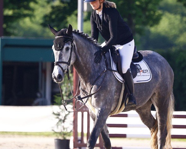 Springpferd Angelika MB (Westfale, 2021)