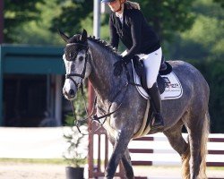 Springpferd Angelika MB (Westfale, 2021)