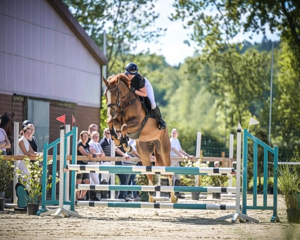 Springpferd Seppel W (Hannoveraner, 2020, von Stolzenberg)