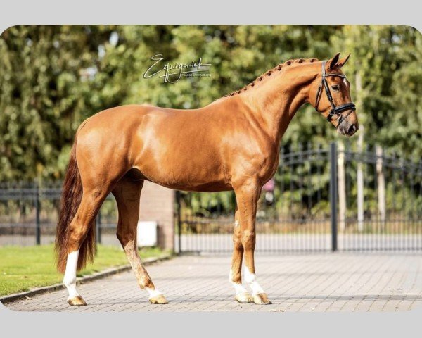 dressage horse Kind of magic (KWPN (Royal Dutch Sporthorse), 2015, from Florestan II)