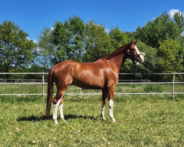 horse Quatermeiers Big Red (Hanoverian, 2019, from Quaterhall)