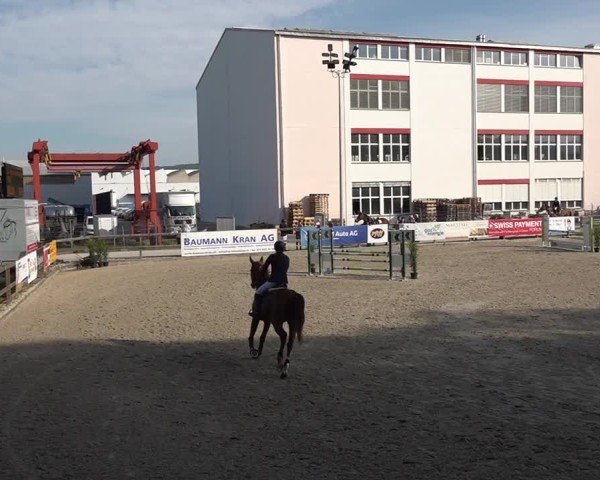 Reitturnier Sulgen 2025