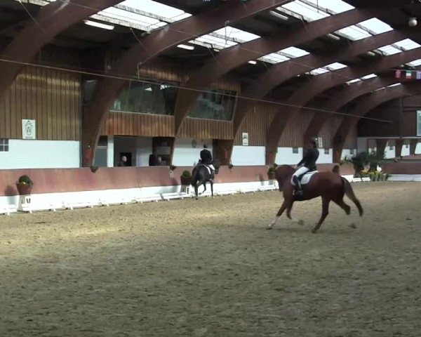 Krefeld - Reitanlage Kühnen, Junge-Pferde-Turnier 2014