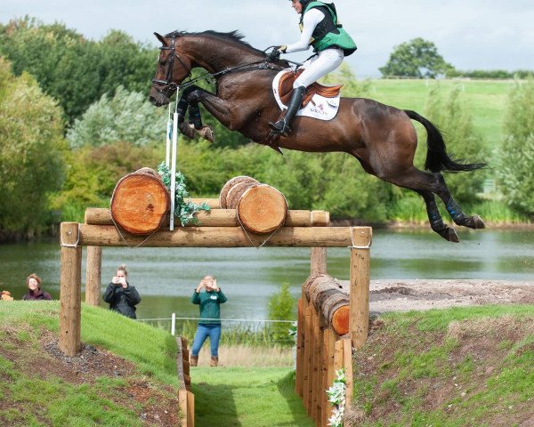 jumper Forever Noble (Holsteiner, 2011, from Cormint)