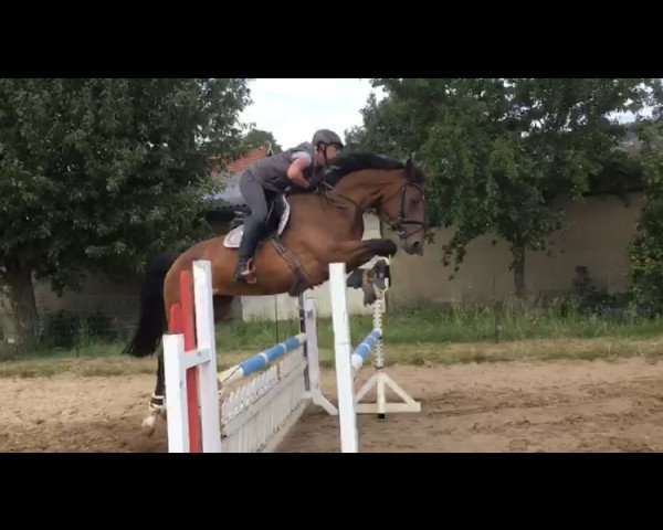 broodmare Choose your Chance S (German Sport Horse, 2016, from Chancenreich 2)