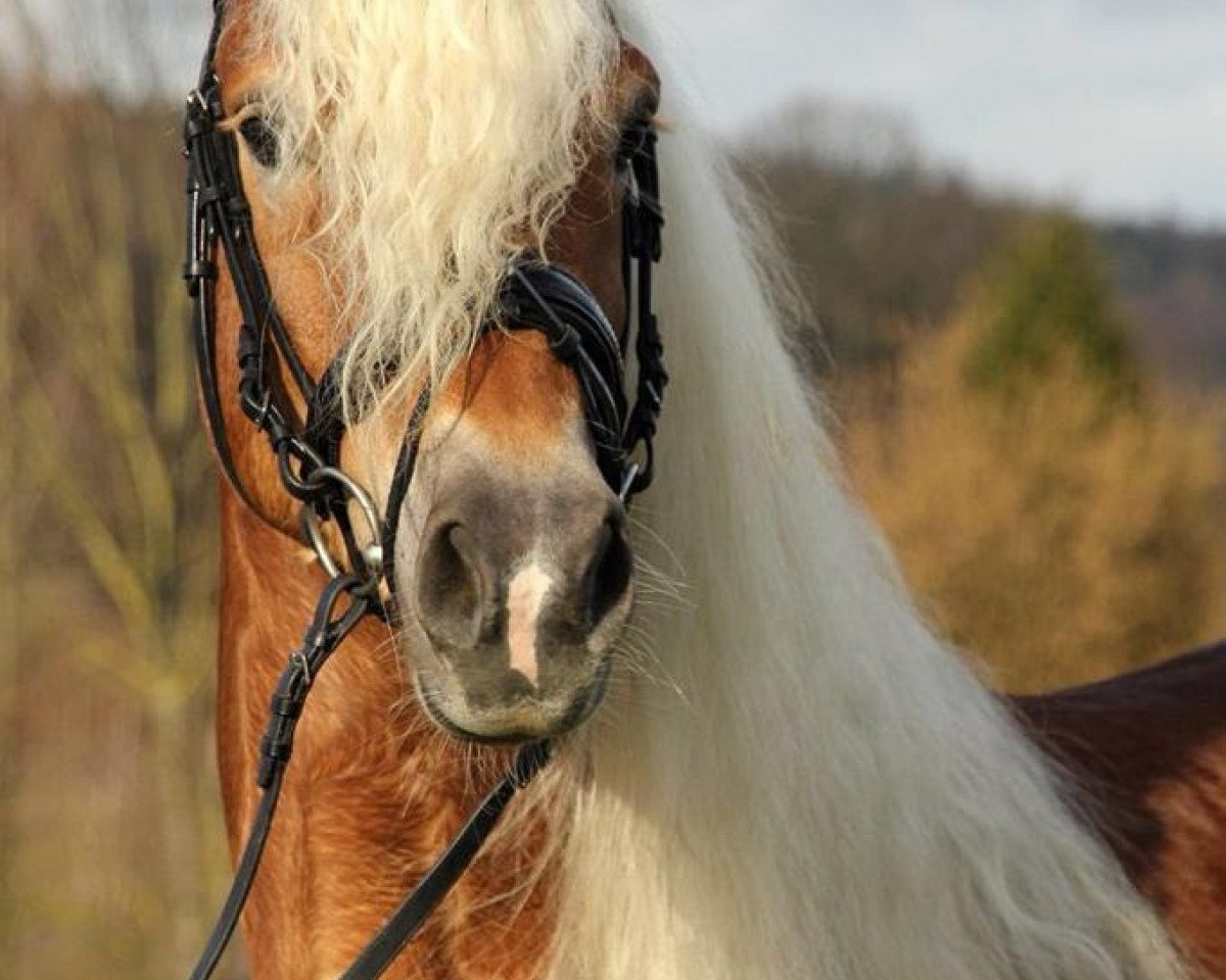 stallion Amecello (Haflinger, 2009, from Amurat)
