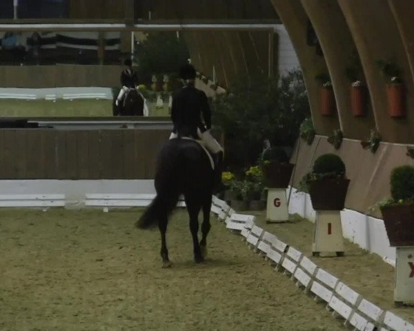 Krefeld - Reitanlage Kühnen, Junge-Pferde-Turnier 2014