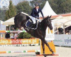 jumper Viper W Z (Zangersheide riding horse, 2006, from Vigo d'Arsouilles)