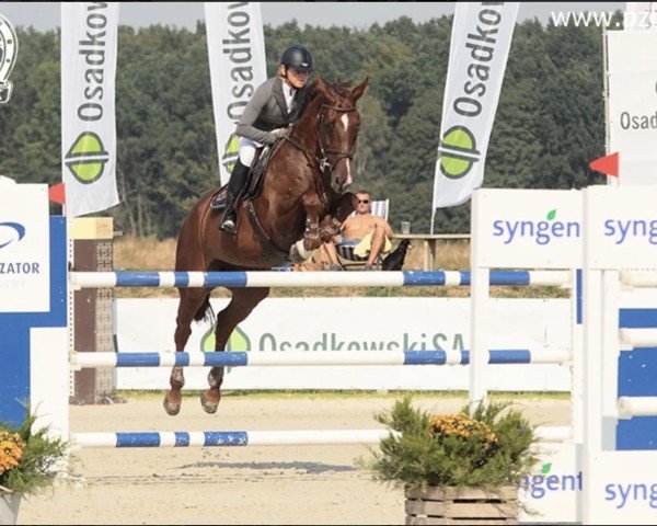 broodmare Cocaine Blue (Oldenburg show jumper, 2008, from Chacco-Blue)
