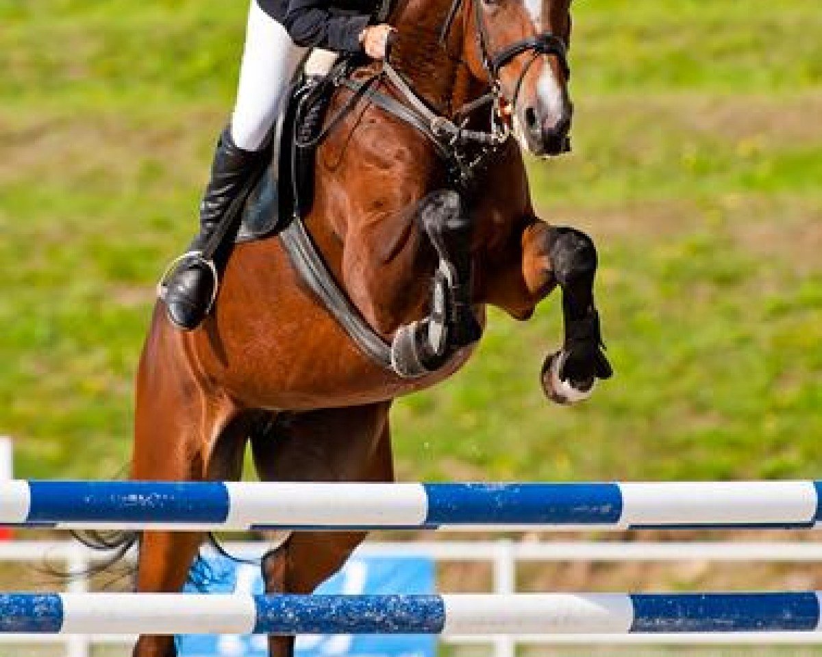 Springpferd Charyzma W (Polnisches edles Halbblut, 2006, von Largo)