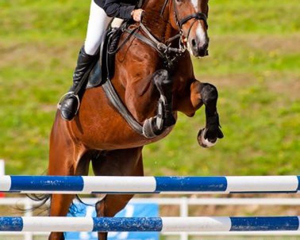 jumper Charyzma W (polish noble half-breed, 2006, from Largo)