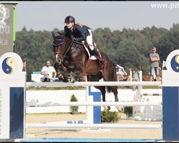 Caballo de salto Calero Z (Zangersheide Reitpferd, 2009, de Cicero Z van Paemel) Caballo de salto Calero Z (Zangersheide Reitpferd, 2009, de Cicero Z van Paemel)