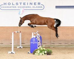 Pferd Coolorit (Holsteiner, 2017, von Colorit)
