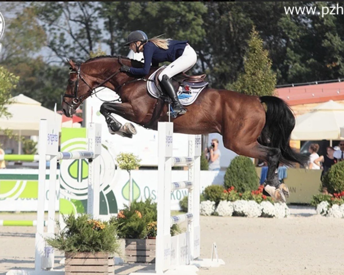 Springpferd Alvaro 121 (Holsteiner, 2007, von Ahorn Z)