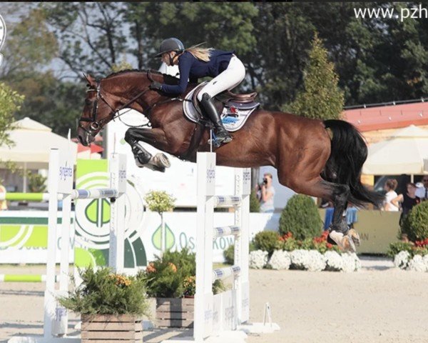 Springpferd Alvaro 121 (Holsteiner, 2007, von Ahorn Z)