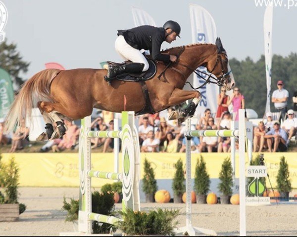 Springpferd Quasi de Kergane (Selle Français, 2004, von Elan de la Cour)