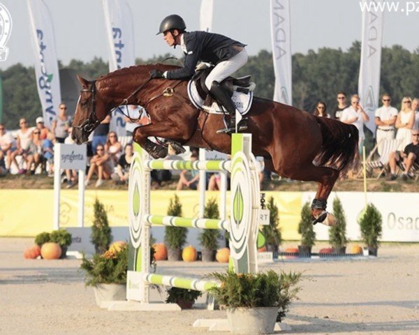 jumper Surrimo (Hanoverian, 2007, from Stakkato)