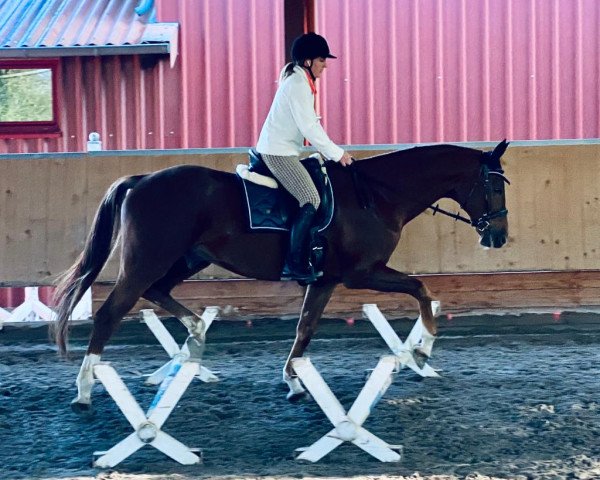 horse Doktor‘s Primero (Oldenburg, 2014, from Dr. Jackson D)