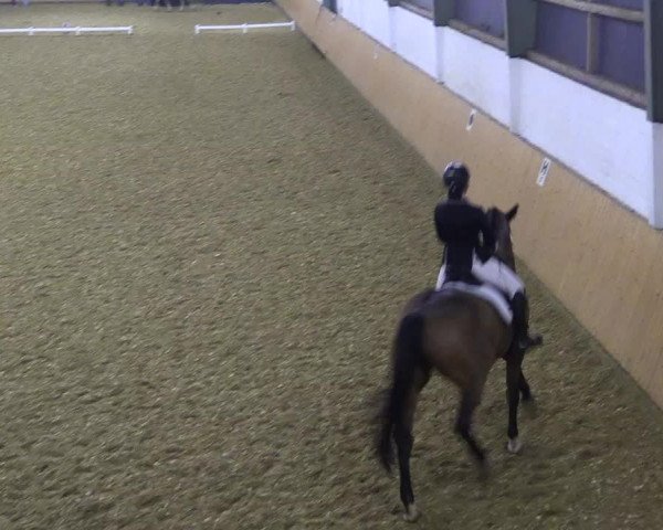 Reitturnier Datteln 2021