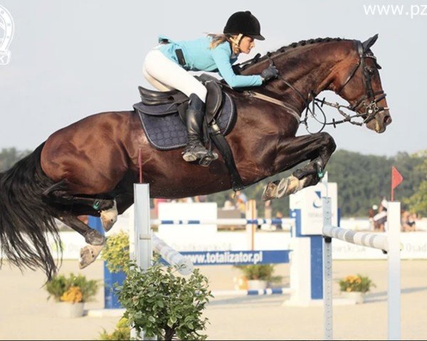 jumper Helios van de Noordhevel (Belgian Warmblood, 2007, from Heartbreaker) jumper Helios van de Noordhevel (Belgian Warmblood, 2007, from Heartbreaker)