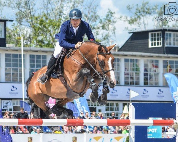 Springpferd Quite Donaldson (Holsteiner, 2006, von Quidam de Revel)