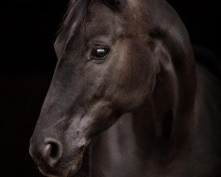 Dressurpferd Serafina 41 (Hannoveraner, 2007, von Sir Donnerhall I)