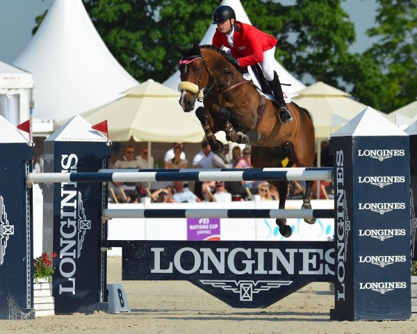 Springpferd Bagazza M (KWPN (Niederländisches Warmblut), 2006, von Quidam de Revel)