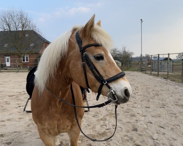 Zuchtstute Carlotta (Haflinger, 2008, von Barolo)