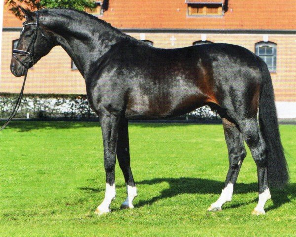 horse Friederich der Große (Hanoverian, 2017, from For Romance II)