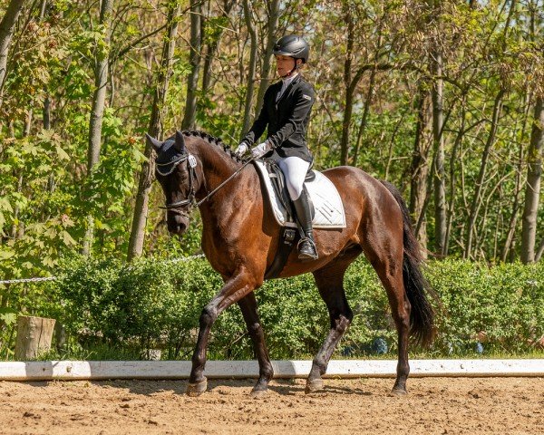 horse King Cadillac (Trakehner, 2017, from Ivanhoe)