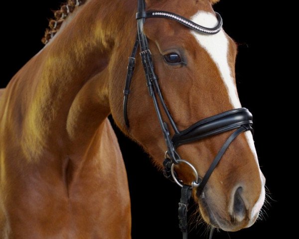 Pferd Fatina 20 (Hannoveraner, 2016, von Fürst Romancier)