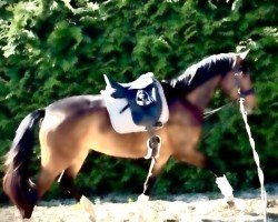 Pferd Estelle (Oldenburger, 2022, von Elantic)
