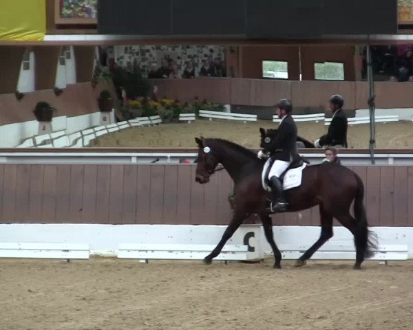 Krefeld - Reitanlage Kühnen, Junge-Pferde-Turnier 2014