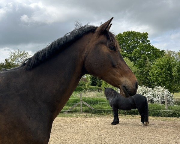 horse New Prince (KWPN (Royal Dutch Sporthorse), 2018, from Franklin)