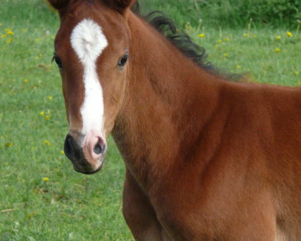 horse Stute von For Planet (Holsteiner, 2021, from For Planet)