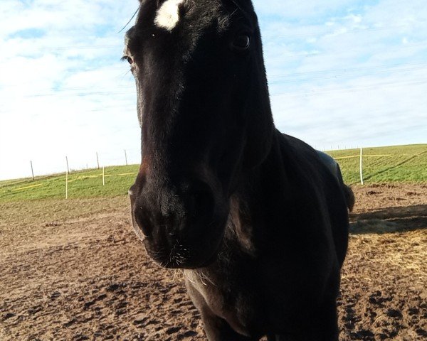 Pferd Safira 70 (Hannoveraner, 2009, von Sancisco)