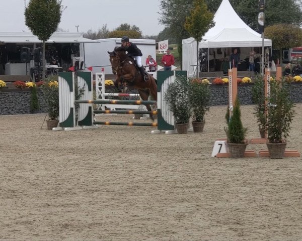 jumper Callisto Blue M (Oldenburg show jumper, 2013, from Chaccos' Son)