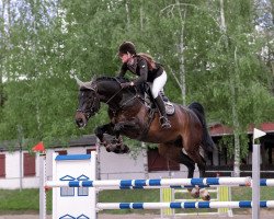 jumper Dr. Cassius (Oldenburg show jumper, 2014, from Diarado)